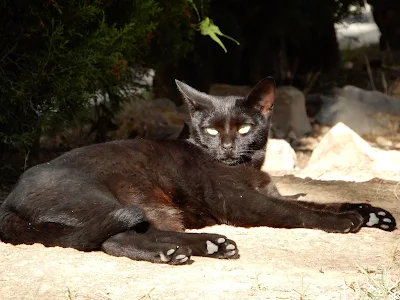 バレンシア大学(Universitat de València)の黒猫