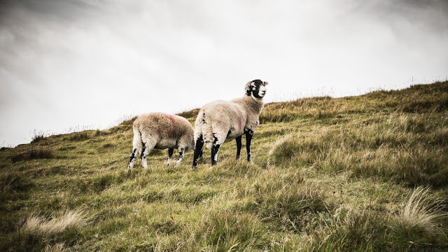 sheep, grazing, Lake District, fells, Blencathra, Cumbria, animals