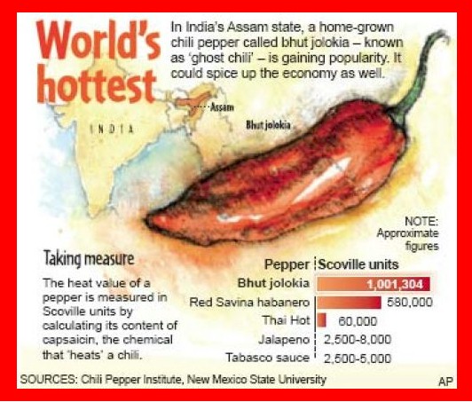 world's hottest chilli