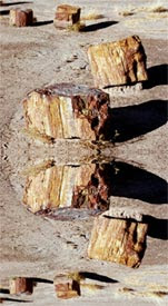 petrified wood 3