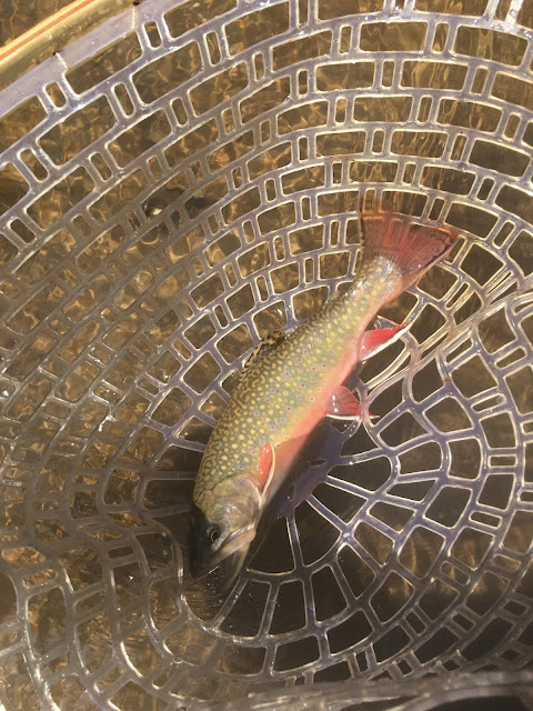 Driftless brook trout fly fishing