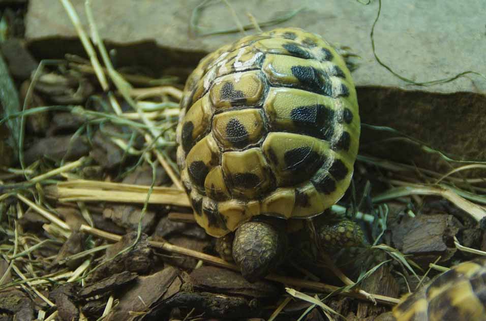  5  Jenis  Hewan  Reptil Herbivora dan Penjelasannya Hewan  