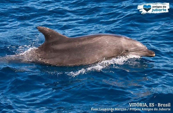 Depois de baleias e até tubarão, chegou a vez dos golfinhos darem um espetáculo no litoral capixaba