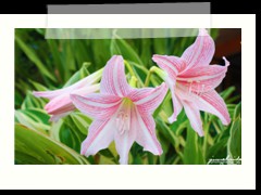 My Little Island Hotel's beautiful flowers