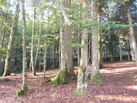 forêt au lac de la Lauch