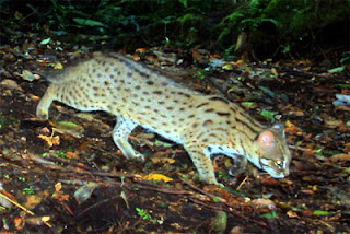 Jenis Kucing Hutan Di Indonesia