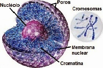 Resultado de imagen para nucleo  celular