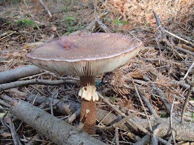 muchomor czerwieniejący, Amanita rubescens