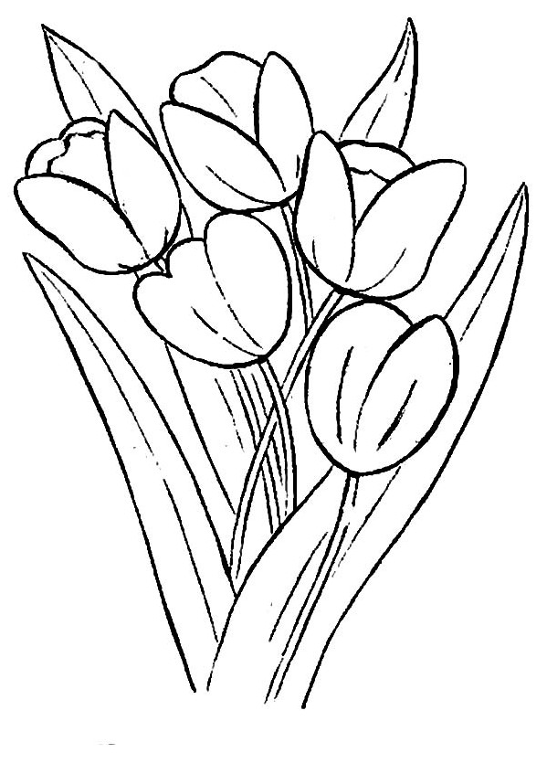  Gambar Mewarnai Bunga Tulip  Terbaru gambarcoloring