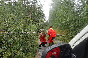 Kaksi henkilöä nostaa tien yli kaatunutta koivua