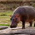 15  februarie: Ziua Mondială a Hipopotamului