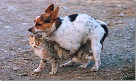 cane_gatto accoppiam
