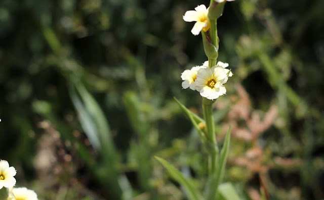 Sisyrinchium Striatum Flowers Pictures