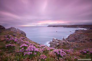 Lizard coastal path