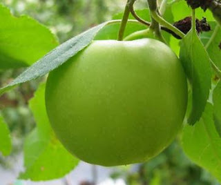 apel hijau