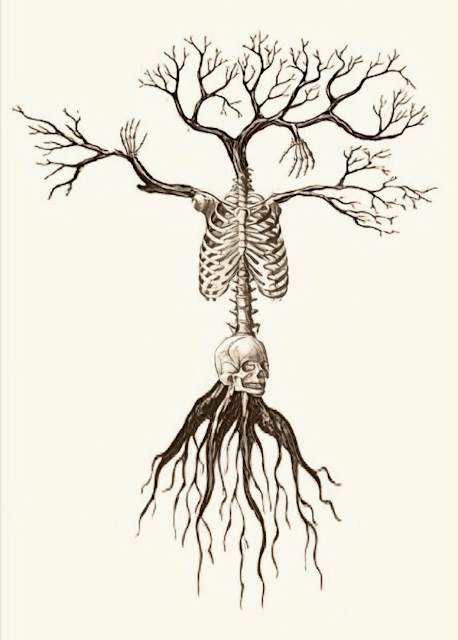 Tree nymph skeleton
