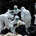 Di Tengah Merebaknya Virus Corona, China Laporkan Wabah Baru Flu Burung