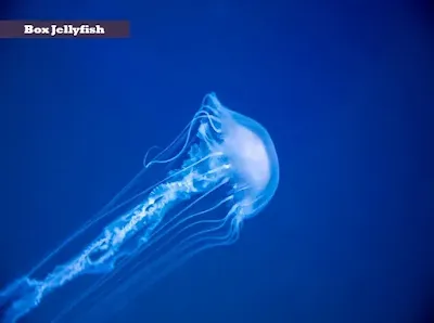 Box Jelly fish