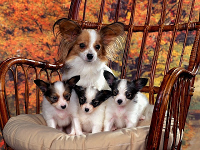 Papillon Puppies Pictures