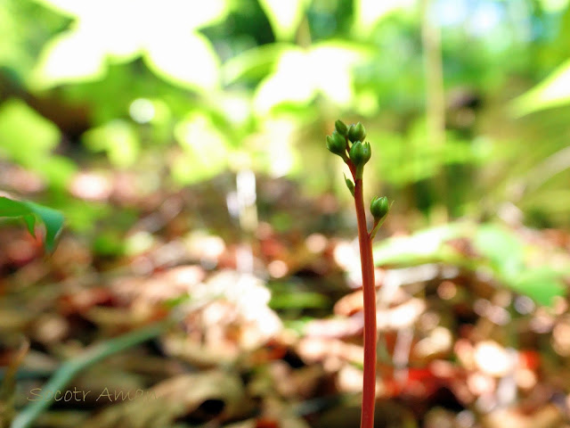 Pyrola japonica