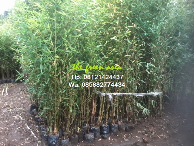 Jual Bambu Panda Kuning Pisang Kalatea M 1