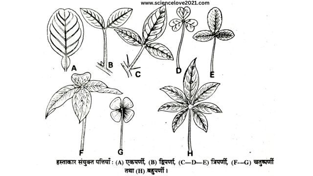 सरल एवं संयुक्त पत्तियाँ (Simple and Compound Leaves)