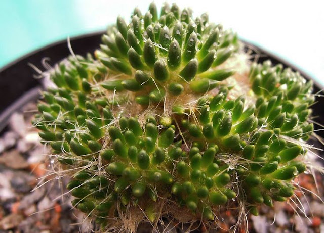 xuong-rong-austrocylindropuntia-lagopus