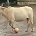 क्या हुआ जब खिलाड़ी बच्चों के बीच जाकर गाय खेलने लगी फुटबॉल, देखें VIDEO