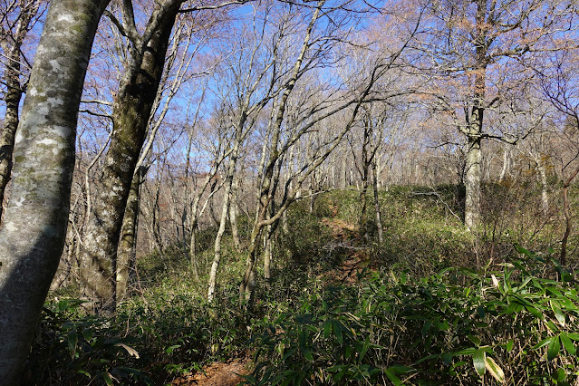 鳥取県日野郡江府町御机 新小屋峠登山道