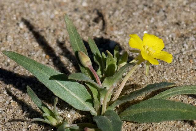 Unidentified flower, Anza-Borrego Desert State Park.