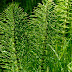 Preslica, poljska preslica, rastavić (equisetum arvence l)