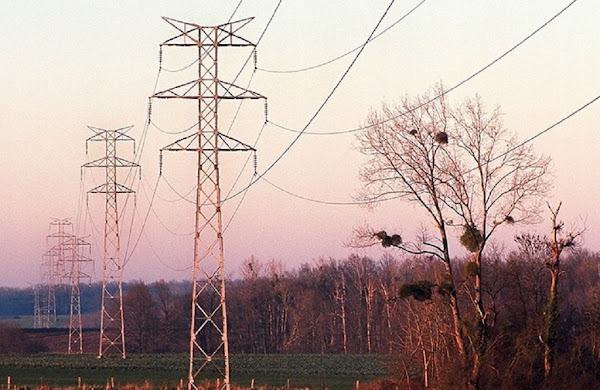 Préjudice d’exploitation : Une ligne à haute tension reconnue responsable des pertes d’un éleveur de vaches normand