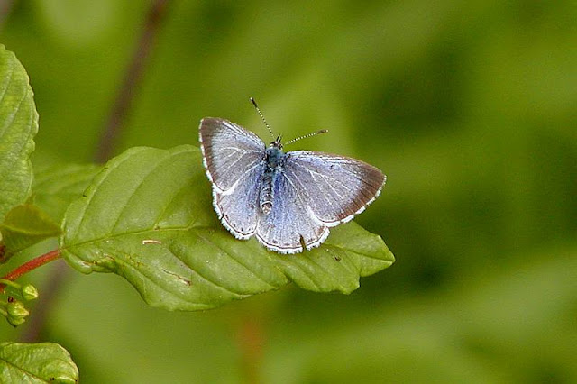 Celastrina argiolus, Faulbaum-Bläuling