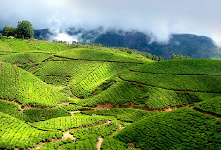 tea estate in munnar pics