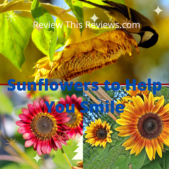 sunflowers collage