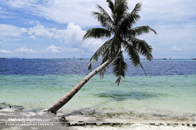 Leaning Coconut Tree Boracay