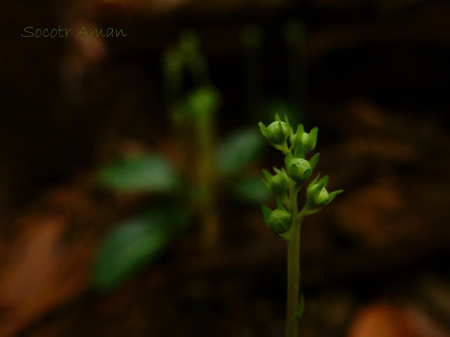 Pyrola japonica