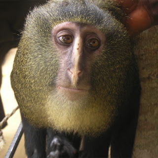 novas especies de animais, macaco loiro