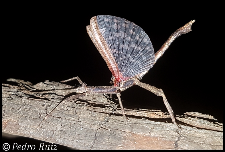 Macho adulto (alas extendidas) de Hesperophasma sp. "La Cienaga", 5 cm de longitud