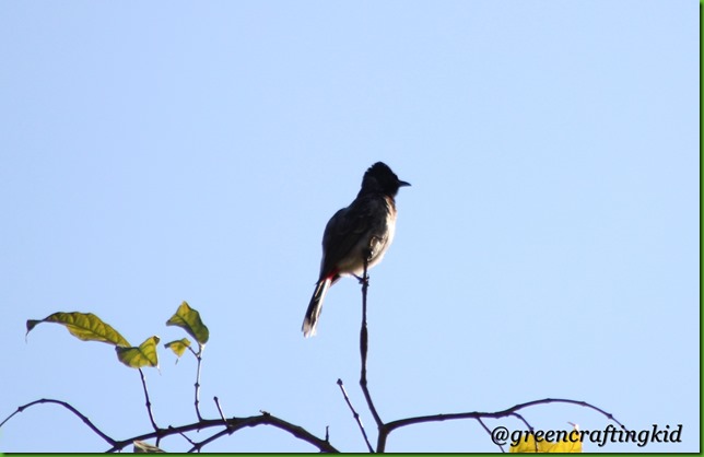 Red vented Bulbul Red vented Bulbul
