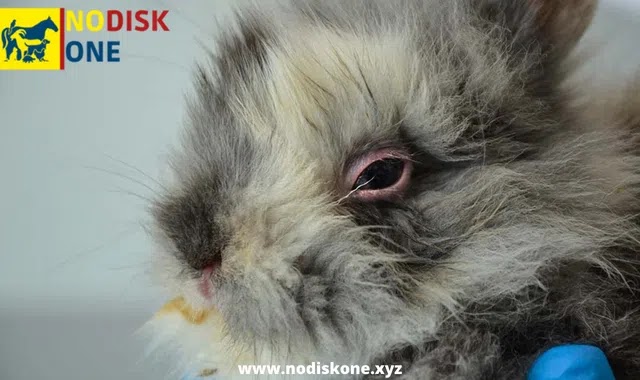 Symptoms Of Myxomatosis In Rabbits