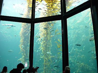 Monterey Bay Aquarium