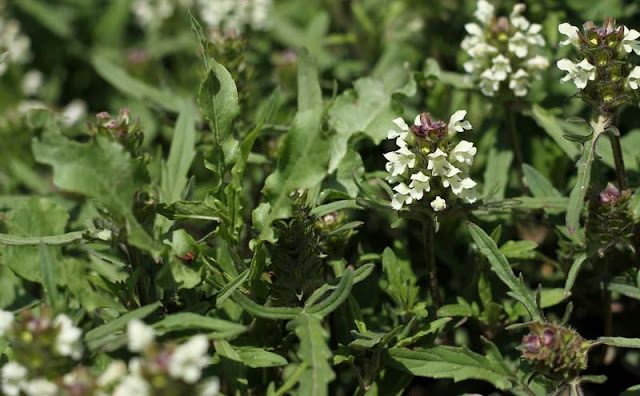 Prunella laciniata Flowers Pictures