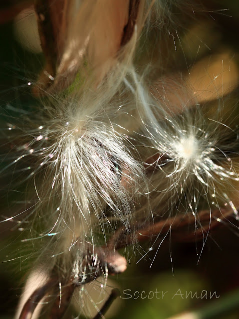 Marsdenia tomentosa