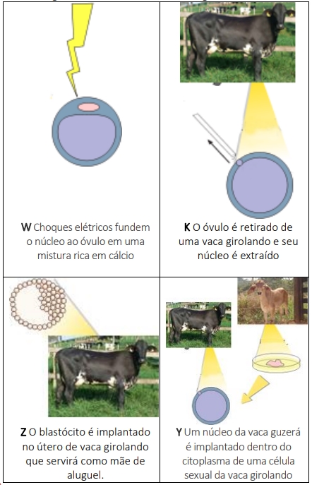 Para o surgimento do clone de uma vaca guzerá, apelidado de Brasília pelos pesquisadores, houve alguns procedimentos básicos. Alguns deles estão elencados a seguir: