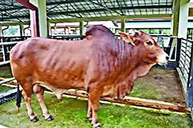 Unnoto jater gorur pic | উন্নত জাতের গরুর ছবি