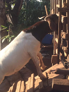 BÁN DÊ GIỐNG TẠI TUYÊN QUANG