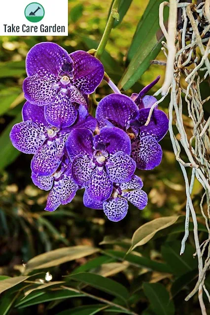 O simbolismo e o significado por trás das orquídeas roxas