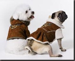 fashion dogs2