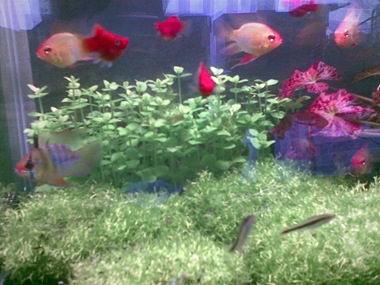 aquirum fish tank